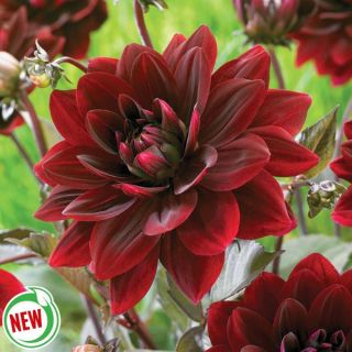 After Dusk Dahlia Thumbnail